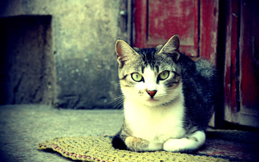 501000 (a): :2560x1600